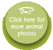 Pollaughan Farm Animals