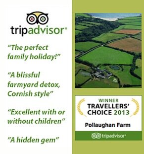 Trip advisor